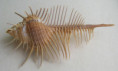 /products/murex-pecten-giant-lightfoot-j-1786/
